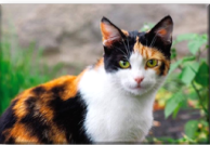 <p><span style="font-family: "Arial Narrow";">A striking assortment of white, black, and orange fur. It has tabby patterns in its orange patches</span></p>