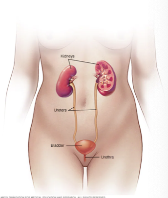 <p><span>Cystitis          Bladder</span></p><p><span>Prostatitis      Prostate </span></p><p><span>Urethritis       Urethra </span></p>