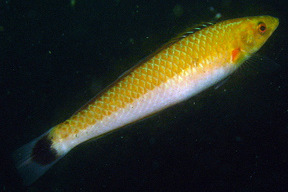 term image