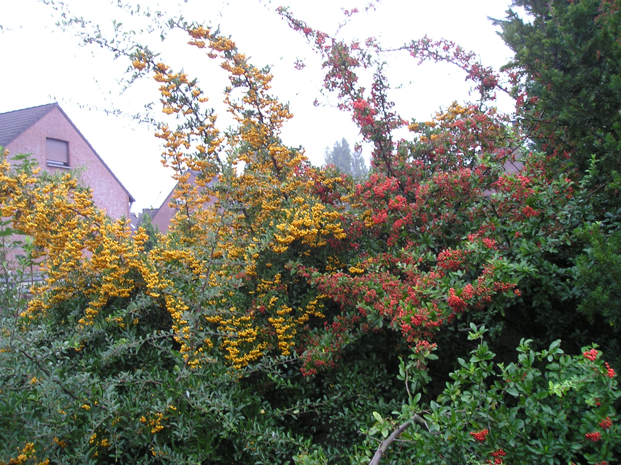<p>Pyracantha coccinea</p>