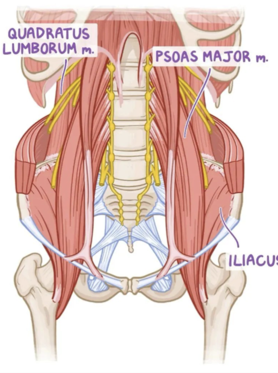 <p><strong>Psoas major</strong></p><p>Innervation: L1-L4 ventral rami</p><p>Function: Flex hip (w/Iliacus); Flex vertebral column laterally; balance during sitting; Flex trunk (w/ iliacus)</p><p></p><p><strong>Iliacus</strong></p><p>Innervation: Femoral nerve</p><p>Function: Flex hip, stabilize hip joint; Works in conjunction with psoas major</p><p></p><p><strong>Quadratus lumborum</strong></p><p>Innervation: T12-L4 ventral rami</p><p>Function: Extend and laterally flex vertebral column; Fixes 12th rib during inspiration</p><p></p><p><strong>Diaphragm</strong></p><p>Innervation: Phrenic nerve</p><p>Function: Inspiration (major respiratory muscle)</p>