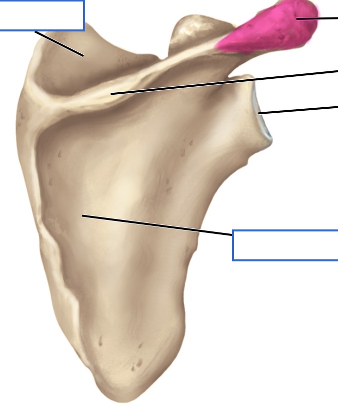 <p>posterior</p>