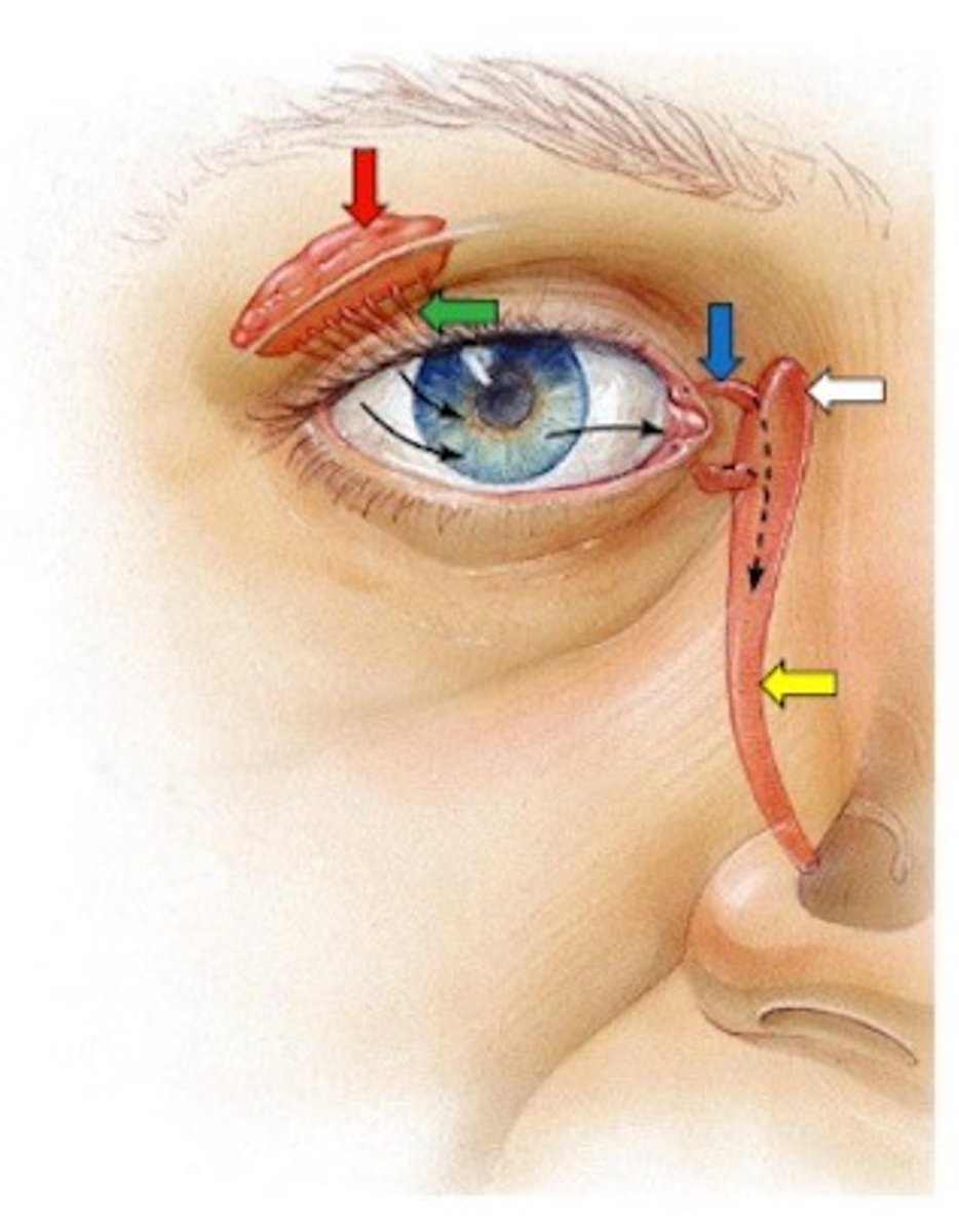 <p>structure that collects tears before emptying into the nasolacrimal duct (white arrow)</p>