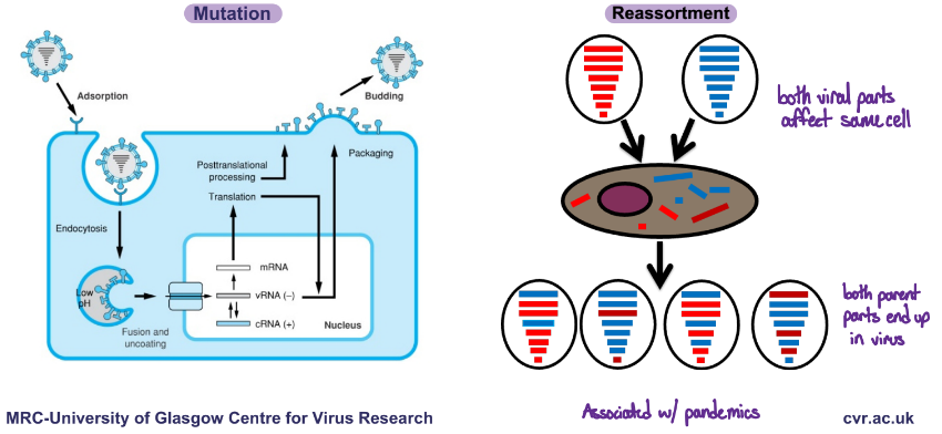 <p>Mutation and Reassortment </p>