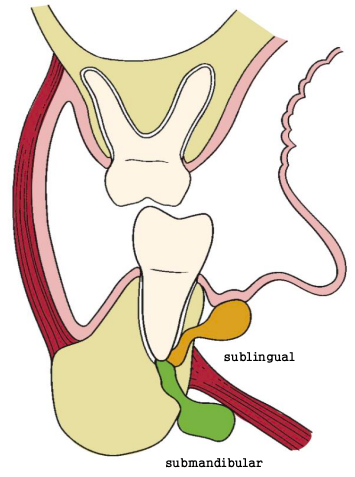 <p>Lingual perforation superior to the mylohyoid attachment = sublingual space (shown in orange). Lingual perforation inferior to the mylohyoid attachment = submand</p>