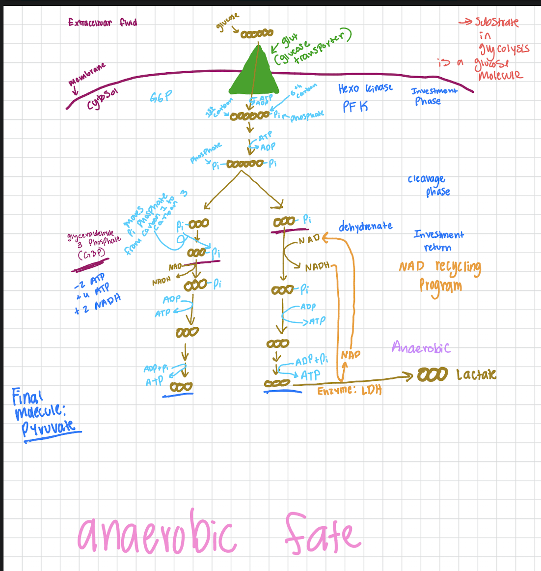 <ul><li><p>anaerobic: means without oxygen</p></li><li><p>these pathways do not require oxygen, these processes are more likely to occur if oxygen is not present in sufficient quantities</p></li><li><p>produce metabolites via anaerobic pathways</p></li><li><p>anaerobic fate produces a lactate molecule and this process will operate with or without oxygen</p></li><li><p>pyruvate makes lactate in a process that does not require oxygen</p></li><li><p>the enzyme that creates lactate from pyruvate is called lactate dehydrogenase (LDH)<br>- dehydrogenase enzymes transfer hydrogen and electrons from on molecule to another</p></li><li><p>LDH creates lactate from pyruvate from taking the hydrogens and the electrons from NADH that was produced in glycolysis and transfer them to the pyruvate molecule which produces a new lactate molecule<br>- because of this, the NAD is now free to come back and pick up more hydrogens and electrons so we can continue to produce ATP via substrate level phosphorylation and glycolysis</p></li><li><p>this is important because:<br>1. if you do not have NAD, you do not have substrate phosphorylation in glycolysis, without NAD you do not produce any ATP <br>2. the production of lactate is not a bad thing, lactate production is important because it allows us to continue to operate glycolysis and continue making ATP and ATP is important because if a cell does not have enough ATP it will die</p></li><li><p>this process is essentially the recycling of NAD by adding hydrogen or transferring the hydrogens and electrons from NADH to pyruvate which produces lactate</p></li><li><p>this system is faster then the aerobic fate because there is no transferring of molecules over membranes</p></li></ul><p></p>