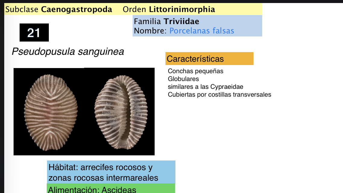 <p><strong>FILO </strong>Mollusca<strong><br>CLASE </strong>Gastropoda<br><strong>SUBCLASE </strong>Caenogastropoda</p><p><strong>ORDEN </strong>Littorinimorphia<br><strong>FAMILIA </strong>Triviidae<br><strong>NOMBRE COMÚN </strong>Porcelanas falsas<strong> <br>CARACTERÍSTICAS </strong>Concha pequeña, globulares, cubierta por costillas transversales<br><strong>RÁDULA <br>ALIMENTACIÓN </strong>Ascideas<strong><br>HÁBITAT </strong>Arrecíferes rocoso y zonas rocosas intermareales</p>