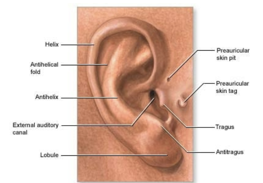 <p>Outer Ear- parts and functions</p>