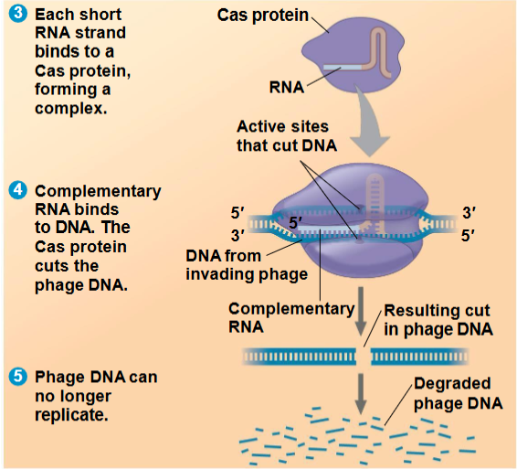 <p>CRISPR-Cas9 complex</p>