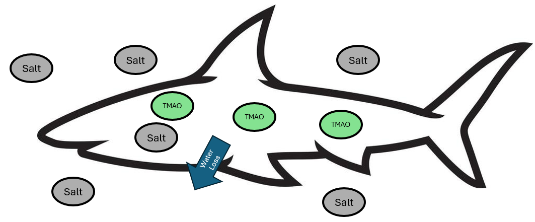 <p>Sharks use trimethylamine-N-oxide (TMAO) to increase body salinity and avoid water loss</p>