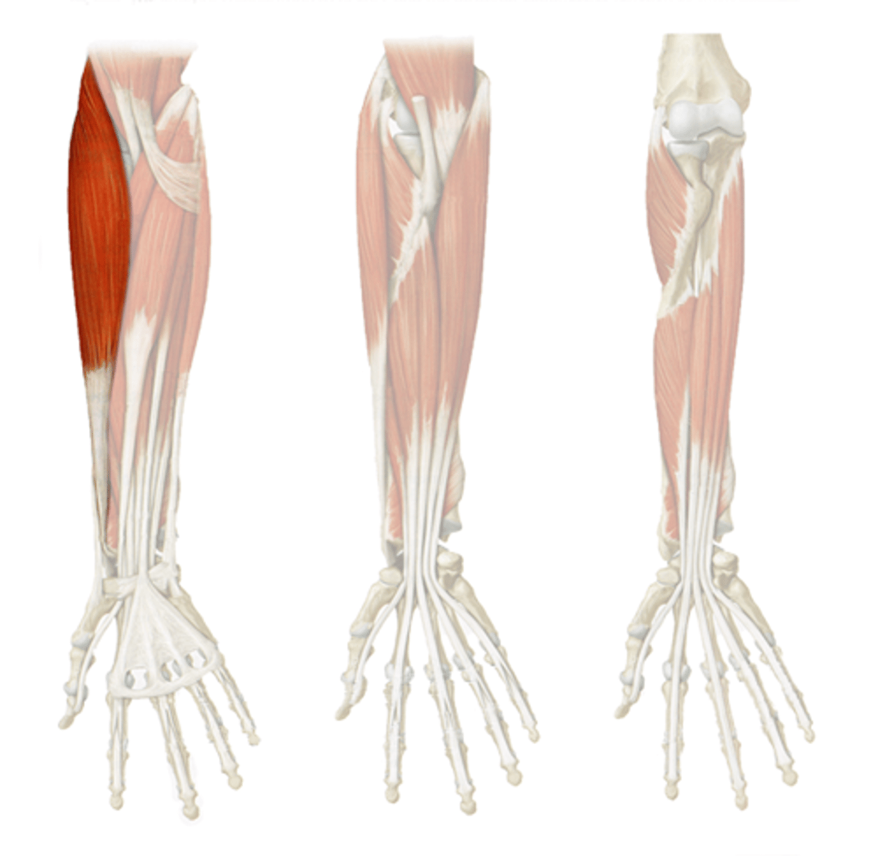 <p>Brachioradialis</p>