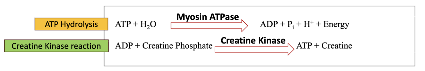 <p>Phosphagen system = fastest ATP-producing system</p><p>Creatine phosphate (CP/PCr) donates a phosphate to ADP → rapidly reforms ATP</p><p class="">ADP + PCr → ATP + creatine<br>Enzyme = creatine kinase (CK)</p><ul><li><p>Very high rate of ATP production</p></li><li><p>Very low capacity because PCr stores are small</p></li><li><p>CK highest in Type IIx muscle fibers</p></li><li><p>Important for short, high-intensity strength/power activities</p></li></ul><p>Key idea: PCr acts as an immediate energy reserve to rapidly replenish ATP.</p>