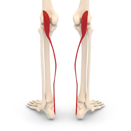 <p>What is the muscle highlighted in red</p>