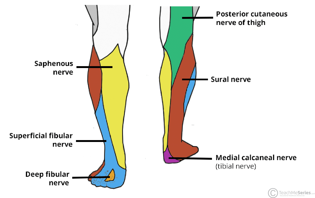 <p>Deep Fibular (peroneal) nerve</p><ul><li><p></p></li></ul><ul><li><p>Tibialis Anterior</p></li><li><p>Extensor Digitorum Longus</p></li><li><p>Extensor Hallucis Longus (anterior leg)</p></li></ul><p></p><p>Dorsal Foot</p><ul><li><p>Dorsal foot intrimsic muscles - (extensor digitorum brevis, extensor halllucis brevis)</p></li></ul><p></p>