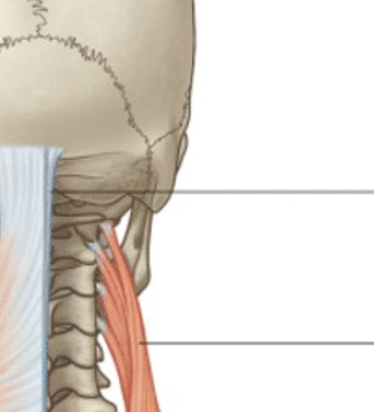 <p>lower </p>
