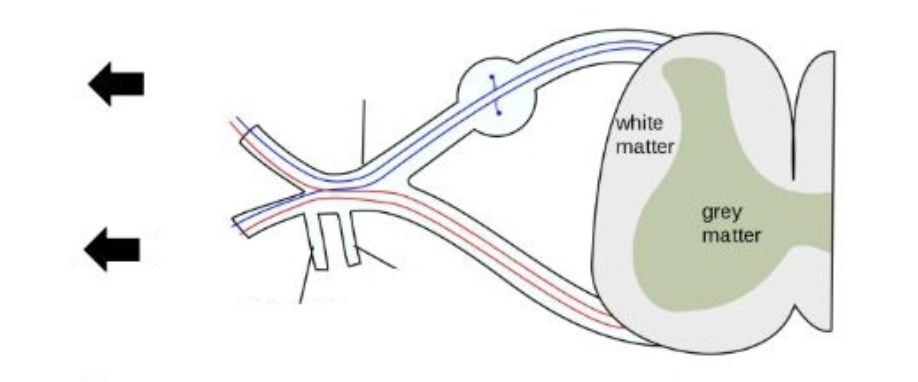 <p>Mixed nerve.</p><p>Supplies limbs and anterior/lateral trunk.</p>