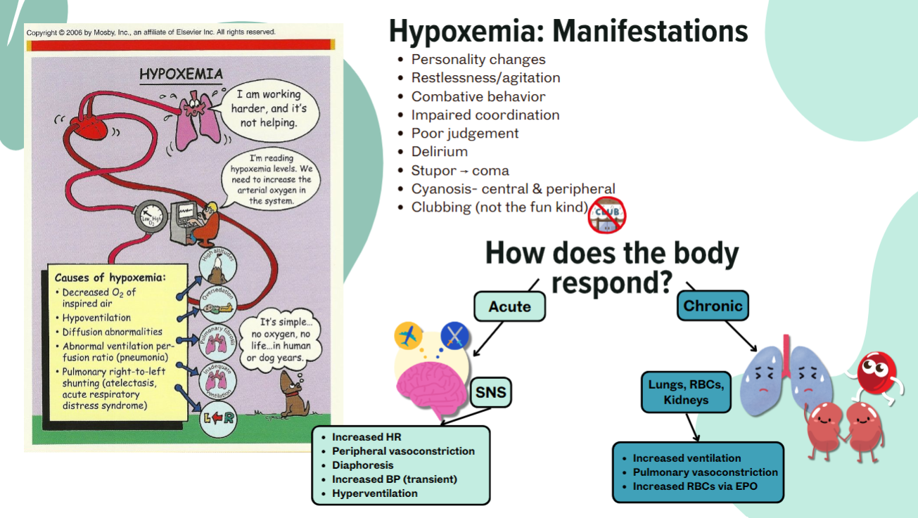 <p>What is the difference in how the body responds to acute hypoxemia vs chronic hypoxemia?</p>