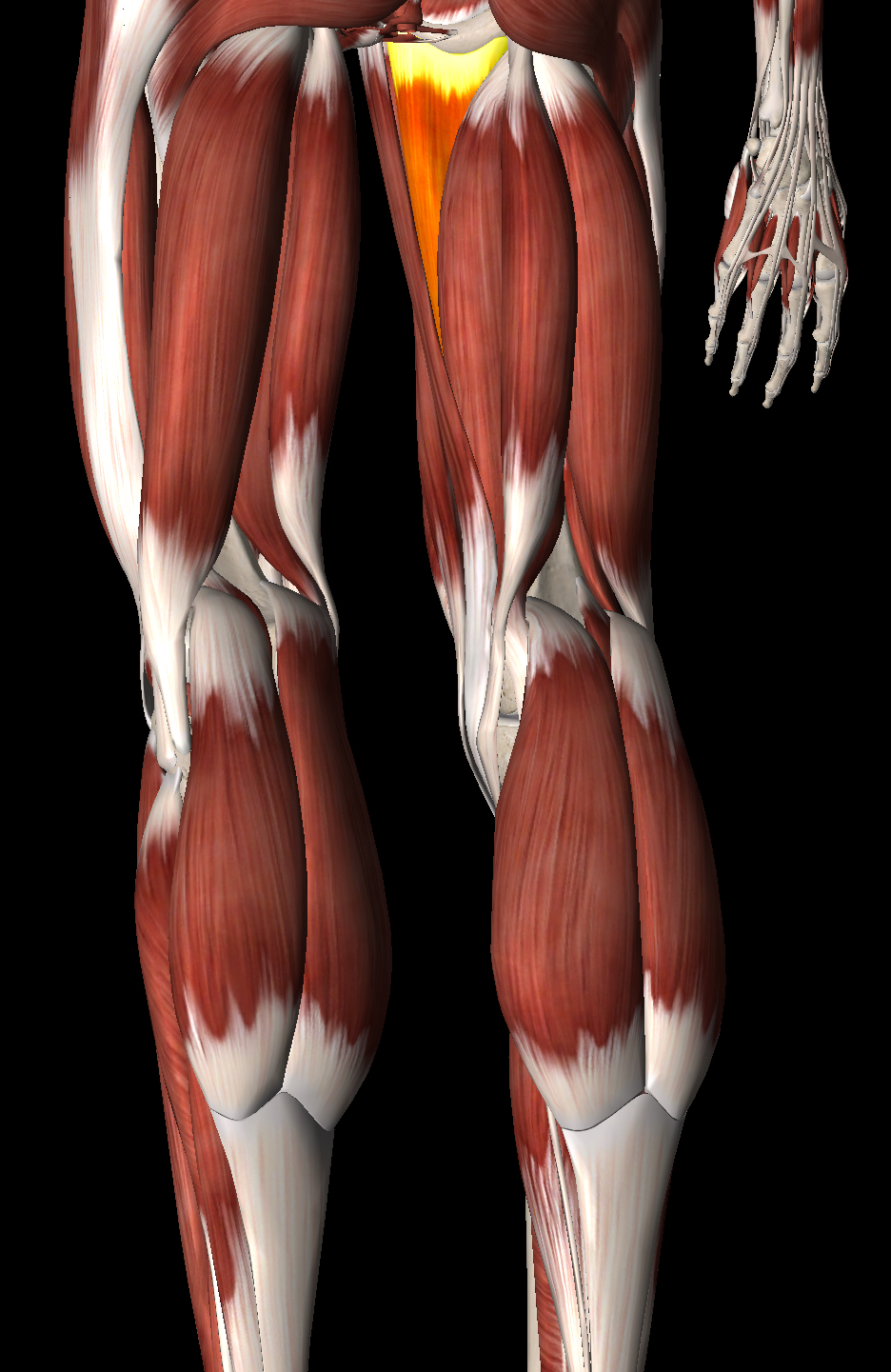 <p>What muscle is this?</p>