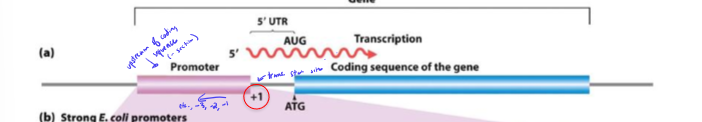 <p>promoter sequence nearby a gene it regulates</p>