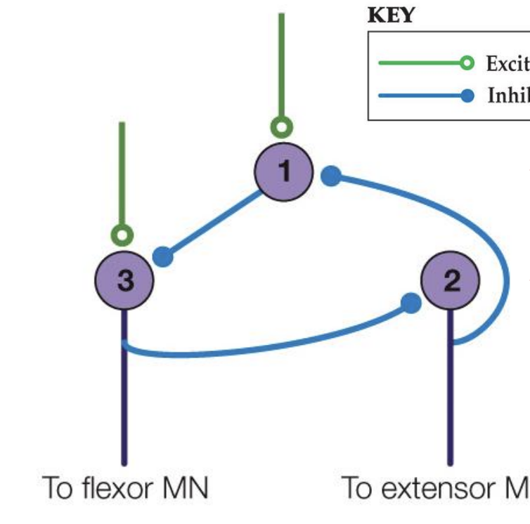 <p>> closed loop cuz once you have exitation pattern can continue </p><p>> 1 quicker to respond + iinhibit 3 → can't inhib 2 → 2 fires → inhibs 1 → 3 not ihibited  </p><p>> 3 fires </p><p>>loopContinue</p>