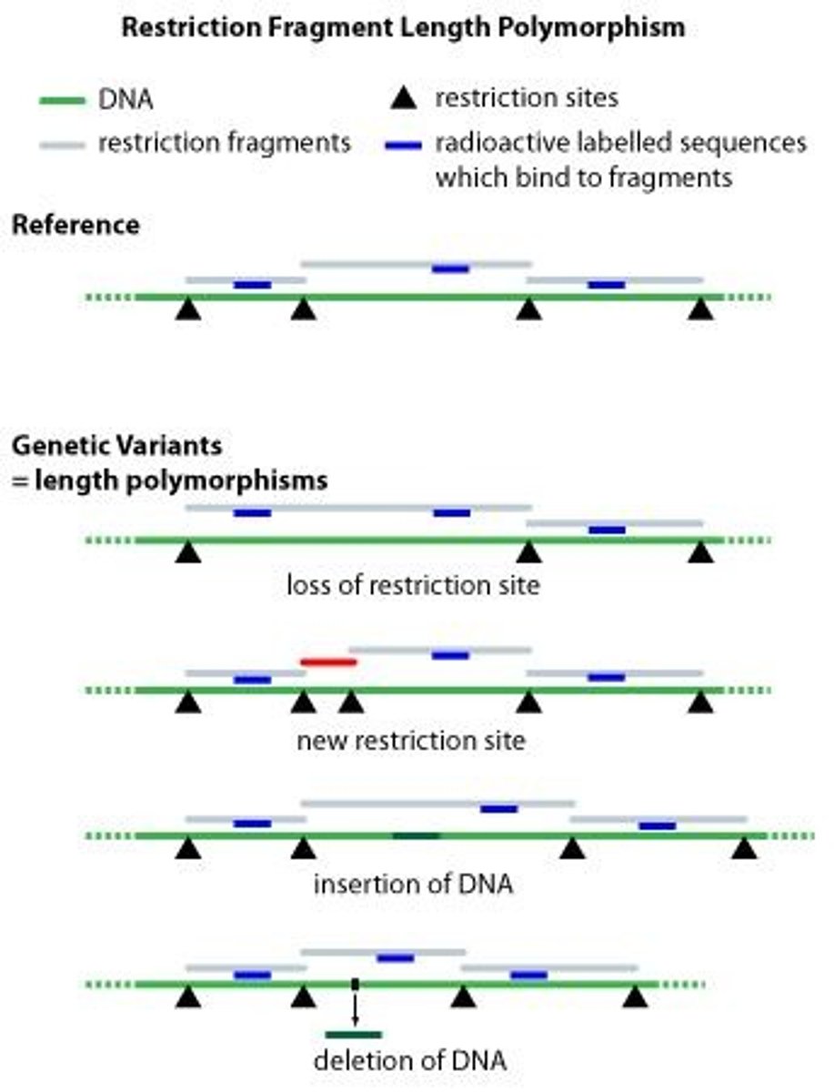 <p>DNA fingerprinting is based on sequence polymorphisms, slight sequence differences (usually single base-pair changes) between individuals, 1 bp in every 1,000 bp, on average. Each difference from the prototype human genome sequence (the first one obtained) occurs in some fraction of the human population; every individual has some differences. Some of the sequence changes affect recognition sites for restriction enzymes, resulting in variation in the size of DNA fragments produced by digestion with a particular restriction enzyme. These variations are restriction fragment length polymorphisms (RFLPs).</p>