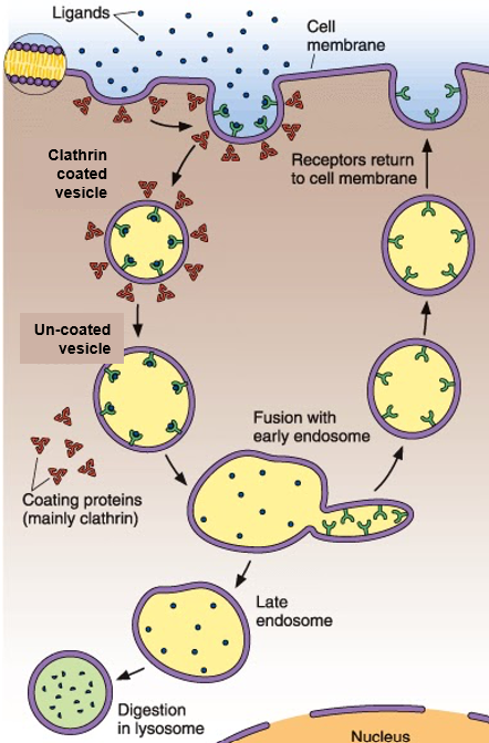 <ul><li><p><strong>Cargo Selection</strong>: specific ligands bind to trans-membrane receptors on surface of plasma membrane. only ligands that have receptors will be endocytosed</p></li><li><p><strong>Coat Assembly</strong>: receptors with bound ligand bind adaptor proteins via their cytoplasmic tails. adaptor proteins recruit clathrin, which assembles into a basket-like lattice</p></li><li><p><strong>Membrane Invagination</strong>: growing clathrin lattice bends cell membrane inward to form a deep coated pit</p></li><li><p><strong>Uncoating</strong>: Chaperone proteins (HSC70 and auxilin) release clathrin coat so vesicle can fuse with an early endosome (EE, a sorting station) and deliver its cargo.</p></li><li><p><strong>Maturation</strong>: EE undergo remodeling to become late endosomes LE (get more acidic and get acid hydrolases)</p></li><li><p><strong>Sorting from EE</strong>: select components are recycled from EE back to the PM. This process controls key physiological functions like development, movement, growth, signaling, etc.</p></li><li><p><strong>Degradation</strong>: LE mature further or fuse with pre-existing lysosomes to deliver cargo for degradation</p></li></ul><p></p>
