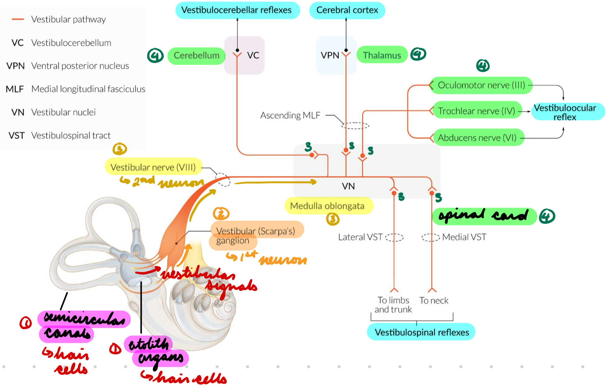 <ol><li><p>Head movement = Move vestibular hair cells in otolith organs + semicircular canals = Transform into vestibular neural signals</p></li><li><p>Signals transmitted to bipolar neurons (vestibular ganglion)</p></li></ol><ul><li><p>1st order neuron</p></li></ul><ol start="3"><li><p>Bipolar neurons form vestibular nerve (part of vestibulocochlear nerve)</p></li></ol><ul><li><p>Synapse with vestibular nuclei complex (brainstem)</p></li><li><p>2nd order neuron</p></li></ul><ol start="4"><li><p>Vestibular nuclei complex transmit signal to cerebellum, CN III/IV/VI, reticular formation, spinal cord, thalamus → Vestibular cortex + reflexes</p></li></ol><ul><li><p>3rd order neuron</p></li></ul><p></p>