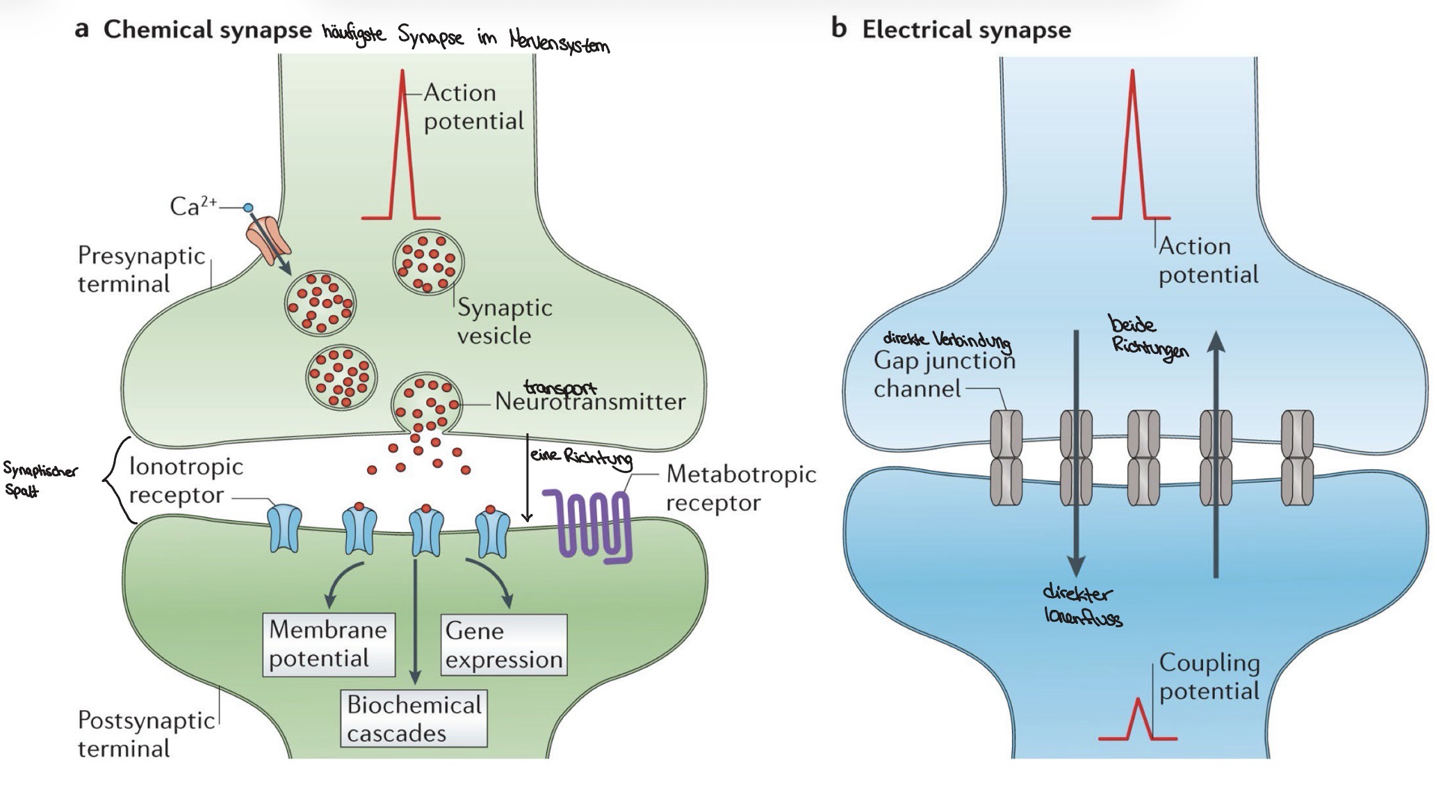 <p>Chemische Synapse haben eine leichte Verzögerung </p><p>Elektrische kaum eine Verzögerung </p>