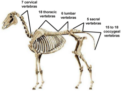 <p>- Cervical</p><p>- Thoracic</p><p>- Lumbar</p><p>- Sacral</p><p>- Coccygeal</p>