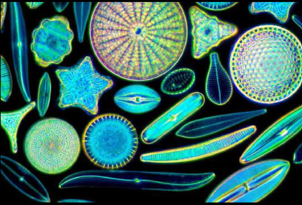 <p>Diatoms</p>