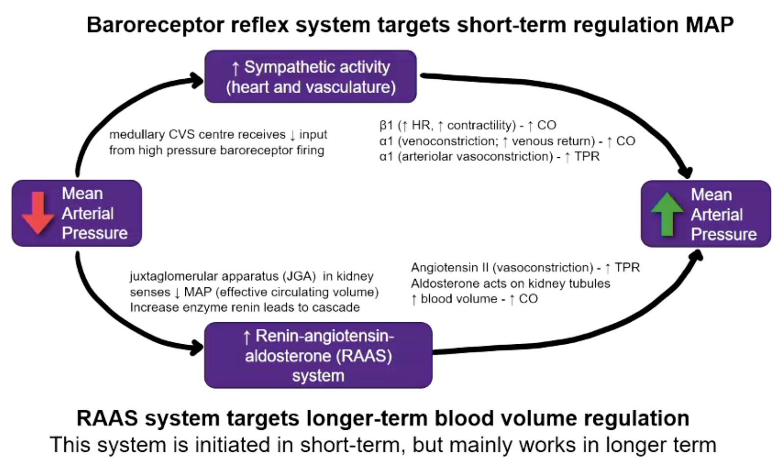 <p>Targets longer-term blood volume regulation</p>