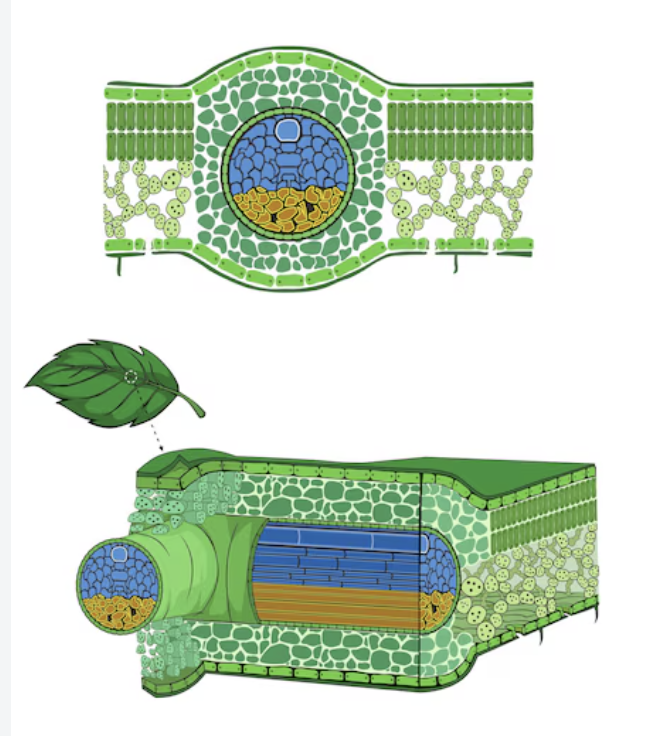 <p>netted; typically feature petiole attaching broad blade to stem, mesophyll differentiated into spongy and palisade layers</p>