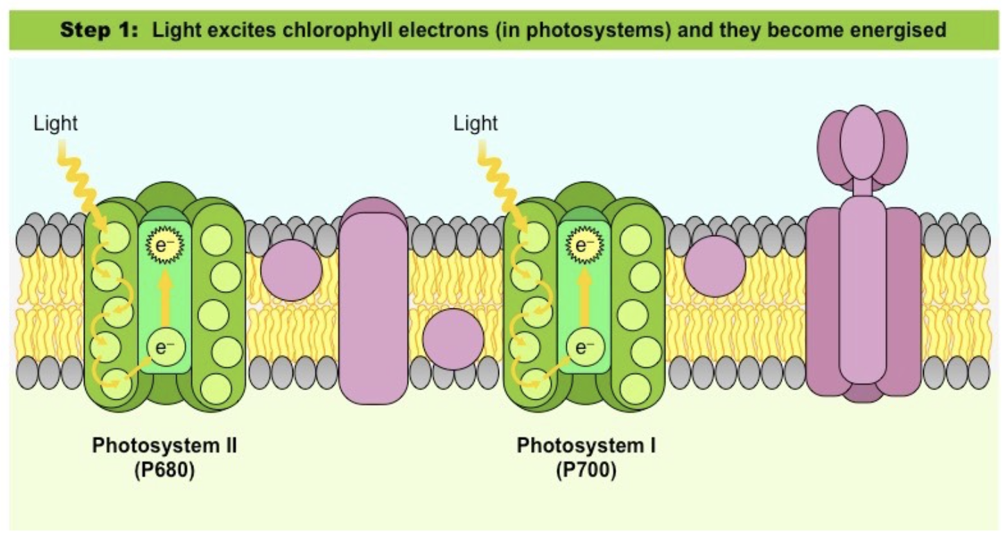 <p>A molecular array of chlorophyll + accessory pigments pigments with a special chlorophyll as the reaction centre <span style="background-color: transparent;">that absorb light energy + emit excited electrons during photosynthesis</span></p>