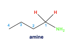 <p>amine (1 Carbon bond shorter)</p>