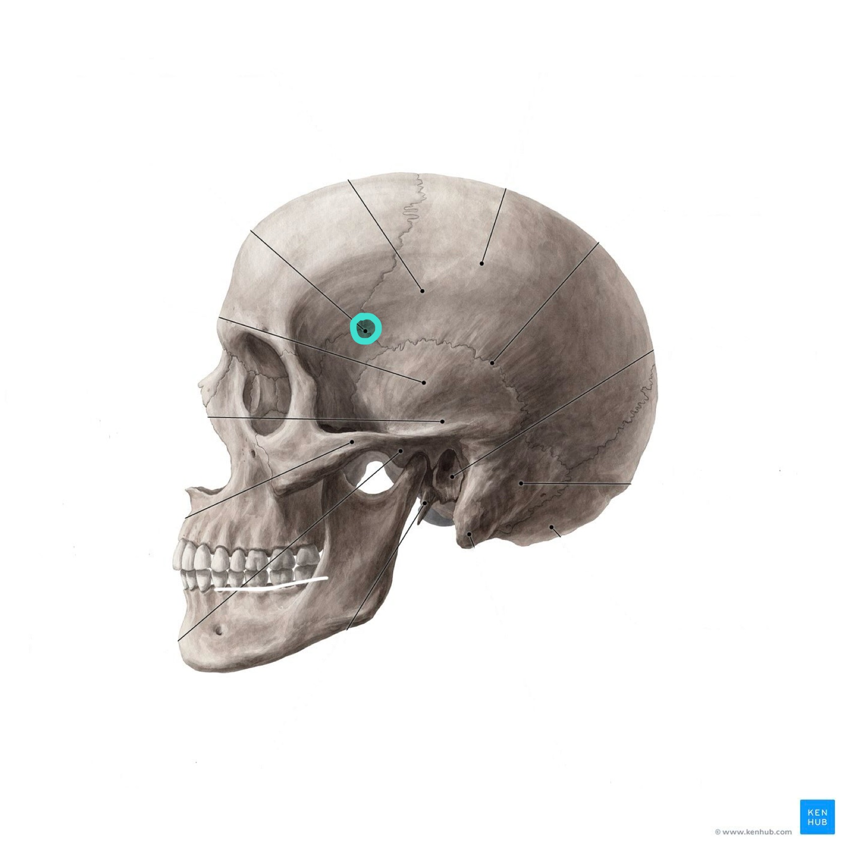 <p>What is the highlighted bony landmark</p>