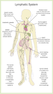 <p><span><strong>(</strong></span><span style="background-color: white;">highway and service stations of your immune system</span><span>):</span></p><p><span>Defending the body against infection. </span><span style="background-color: white; font-family: "Helvetica Neue";">The transport network. </span><span> Open system that collects tissue fluid and returns it to the blood. Its major role in immune response is:</span></p><p class="MsoListParagraph"><span>·</span><span style="font-family: "Times New Roman"; line-height: normal; font-size: 7pt;"> </span><span style="background-color: white; font-family: "Helvetica Neue";">One-way system of vessels that</span><span style="background-color: white; font-family: "Helvetica Neue";"> collect fluid </span><span style="background-color: white; font-family: "Helvetica Neue";">(lymph) from tissues and carry it back into the blood</span></p><p class="MsoListParagraph"><span>·</span><span style="font-family: "Times New Roman"; line-height: normal; font-size: 7pt;"> </span><span style="background-color: white; font-family: "Helvetica Neue";">Along the way, it transports immune cells (especially lymphocytes like T and B cells). </span><span>Providing a place for lymphocytes to mature.</span></p><p><span>·</span><span style="font-family: "Times New Roman"; line-height: normal; font-size: 7pt;"> </span><span style="background-color: white; font-family: "Helvetica Neue";">Also carries pathogens, antigens, and dendritic cells from tissues to lymph nodes</span></p><ul><li><p class="MsoNormal"><span>Returning fluid that seeps out of the blood vessels into tissues back to the circulatory system.</span></p></li><li><p class="MsoNormal"><span style="font-family: "Times New Roman"; line-height: normal; font-size: 7pt;"> </span><span>Absorbing and transporting fatty acids and fats from the digestive system.</span></p></li><li><p class="MsoNormal"><span>Providing a place for lymphocytes to mature.</span></p></li><li><p class="MsoNormal"><span>Transporting B and T lymphocytes and antigen-presenting cells throughout the body and to the lymph nodes.</span></p></li><li><p class="MsoListParagraph"><span>Immune response takes place inside the lymph vessels and nodes (pathogens are transported to the lymph nodes).</span></p></li></ul><p></p>