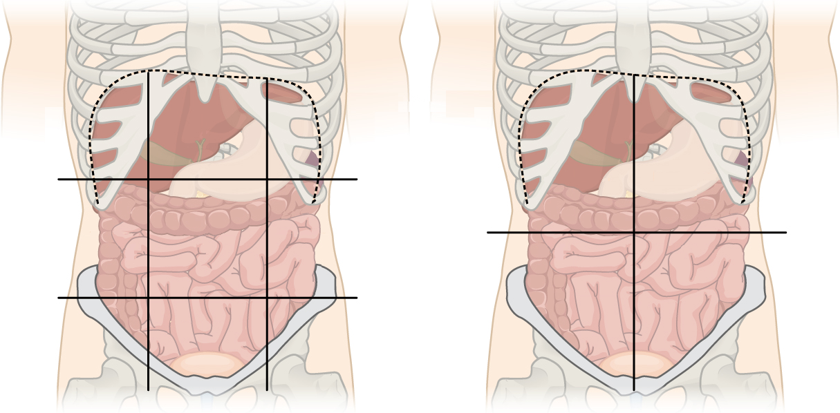 <p>write out the names of the abdominopelvic quadrants </p>