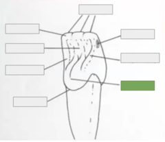 <p>point of calcification forming the lingual lobe and parts of the height of contour</p>