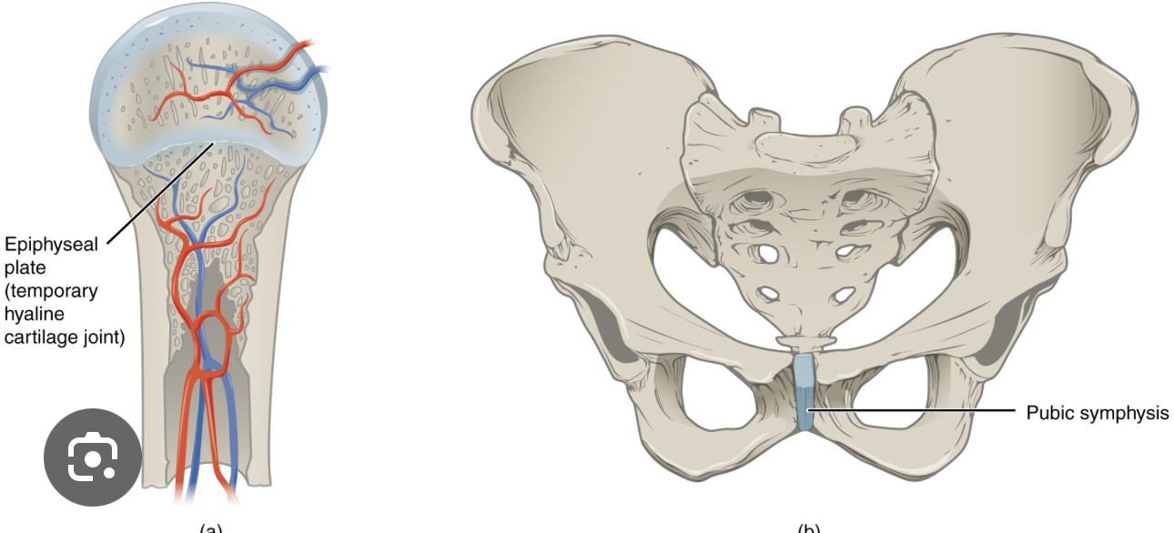 <p>Middle movement</p>