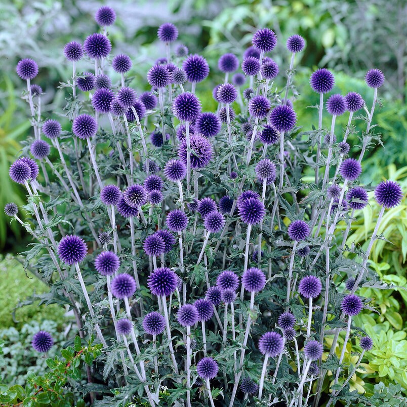 <p>Echinops bannaticus</p>