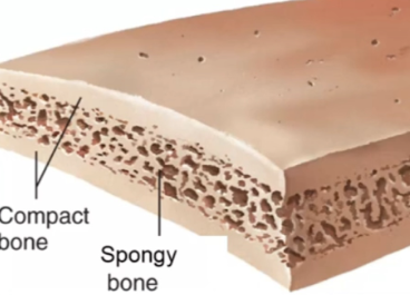 <p>Where is compact bone found in a flat bone?</p>