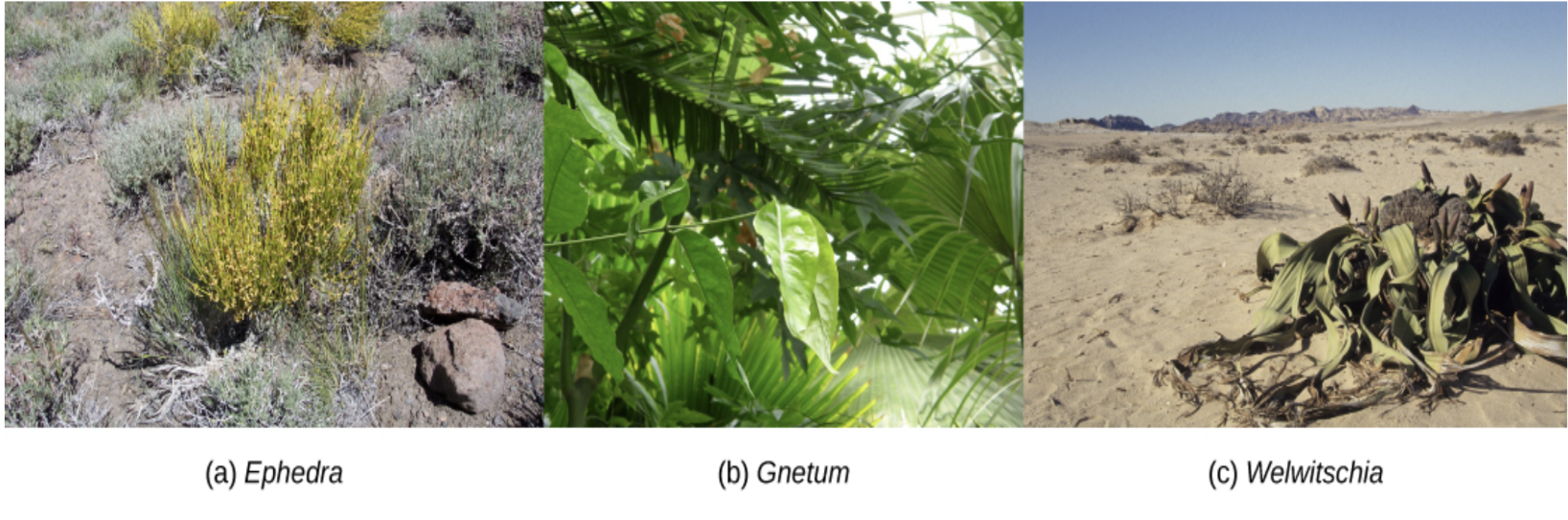 <p>gnetophytes</p><p>3 genera</p><ol><li><p>gnetum in tropics</p></li><li><p>welwitschia in SW africa deserts</p></li><li><p>ephedra in US deserts, used for herbal medicine</p></li></ol><p>male and female strobili, sperm not motile</p><p></p>