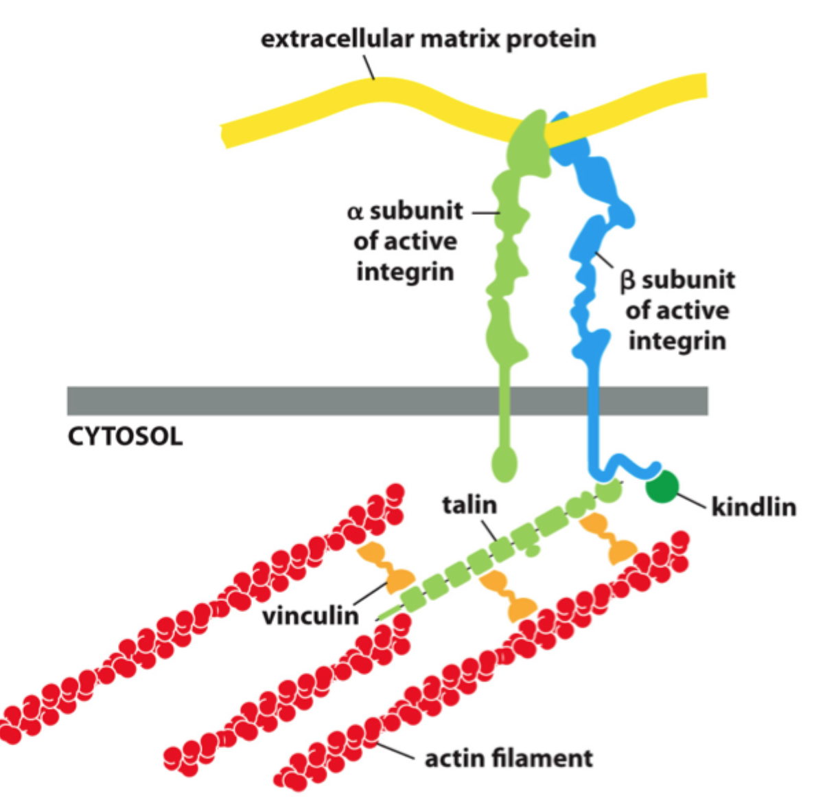 <p>Især <strong>talin, kindlin og vinculin</strong>.</p>