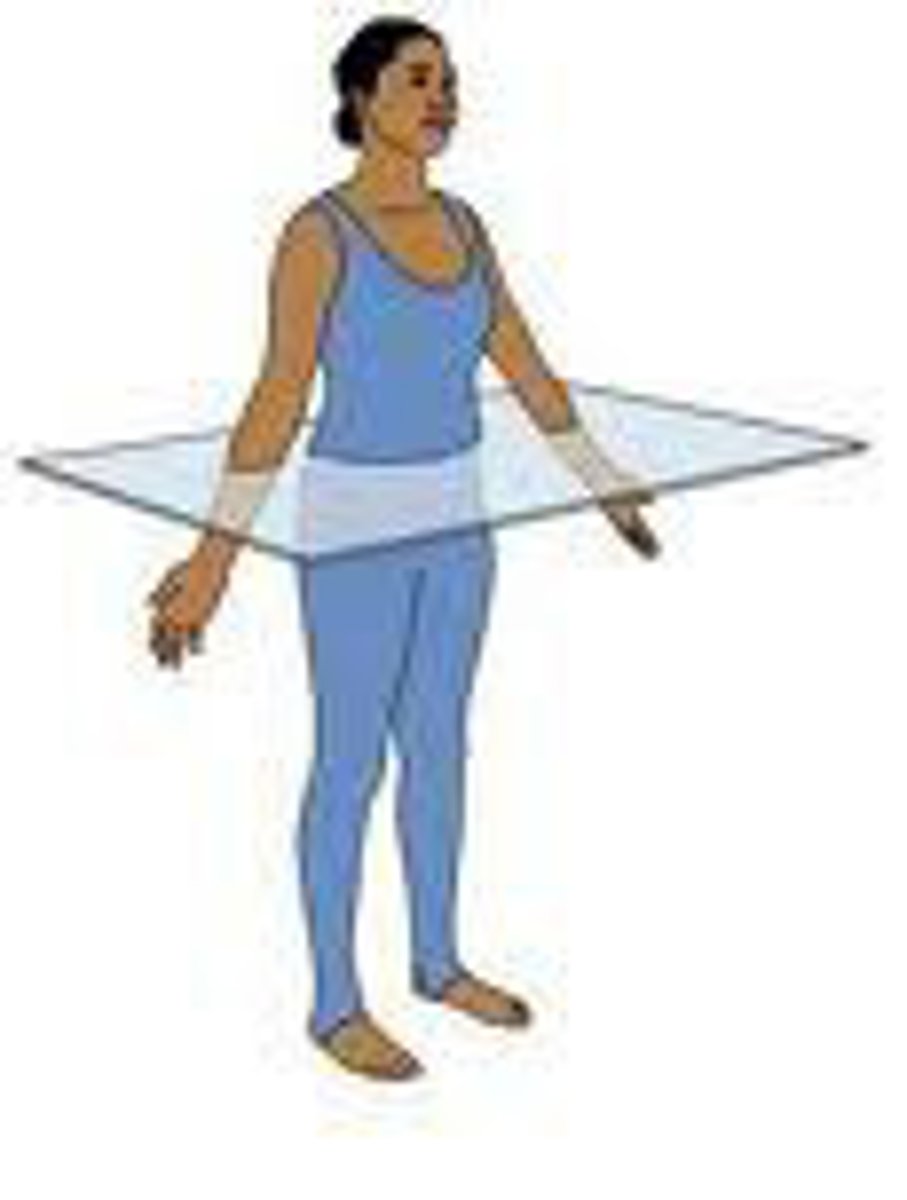 <p>Divides the body into superior and inferior portions.</p>