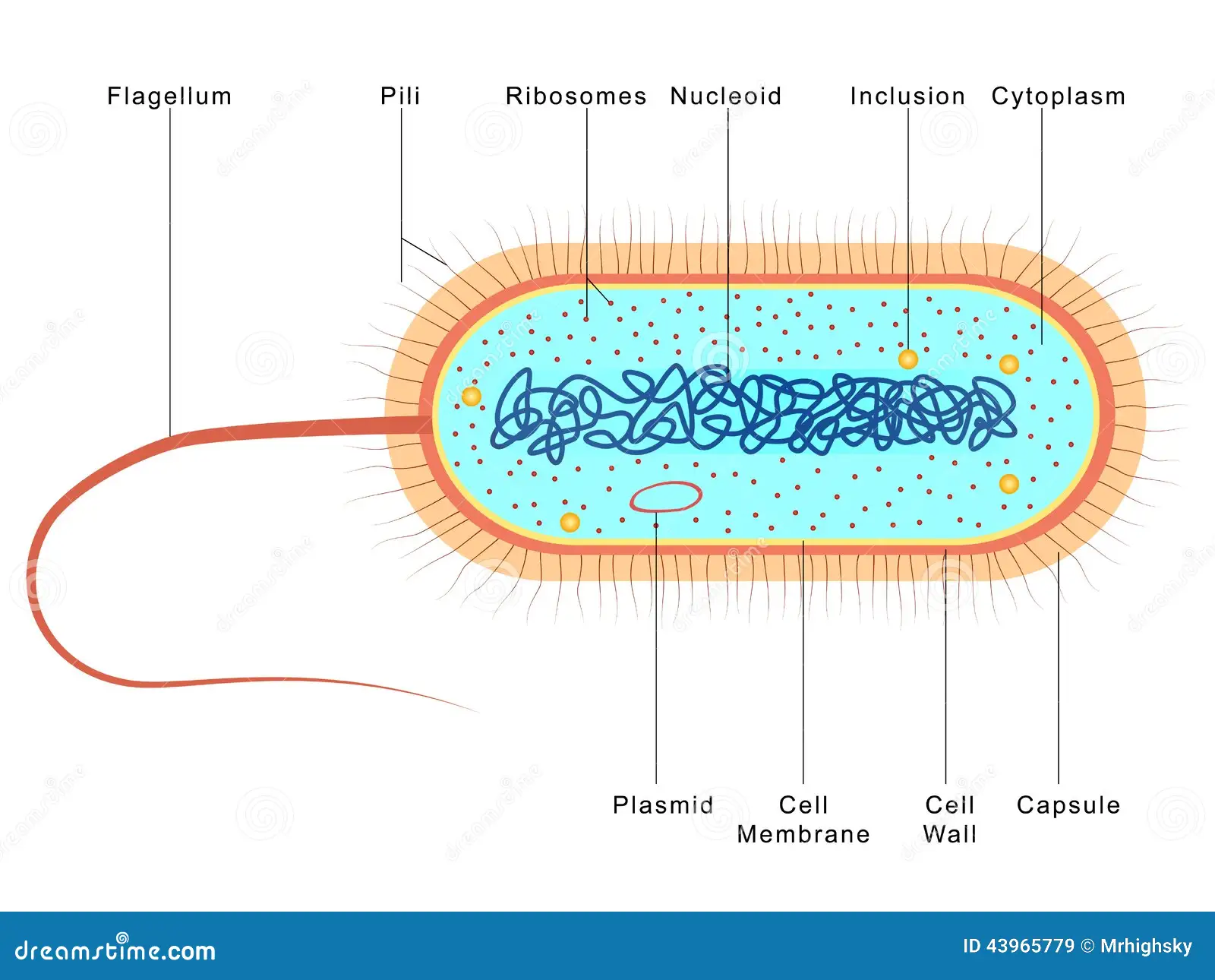 <ul><li><p>bacteria is living and can live inside or outside of the body </p></li><li><p>there are good bacteria in the body in the stomach to help digestion and absorption of food. </p></li><li><p>they are unicellular </p></li><li><p>rod, spherical or spiral shaped </p></li><li><p>lack of nucleus, DNA that is free in the cytoplasm </p></li><li><p>cell wall </p></li><li><p>capsule </p></li><li><p>flagella </p></li></ul><p></p>