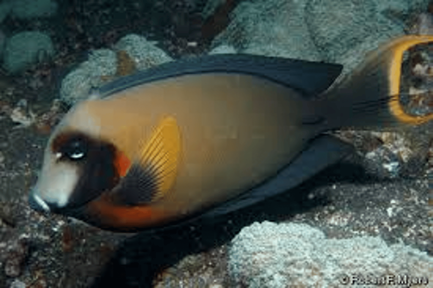 <p>Acanthurus pyroferus</p>