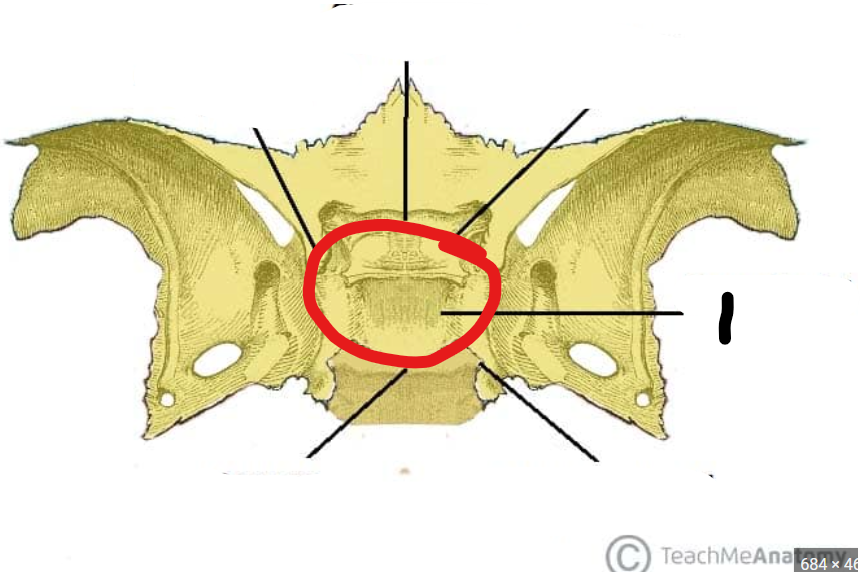 <p>Where the pituitary gland rests</p>