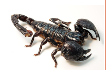 <p>name this animal</p>