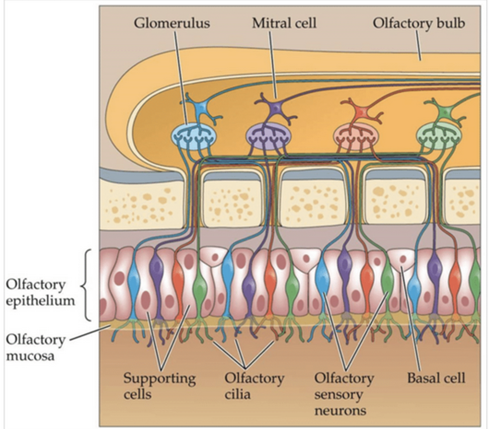 <ul><li><p><strong>GPCRs (odorant receptors)</strong></p></li><li><p>Located on <strong>dendritic cilia</strong> of OSNs</p><ul><li><p>Bind odorants → <strong>depolarization → action potentials → axons carry signal to olfactory bulb</strong></p></li></ul></li></ul><p></p>
