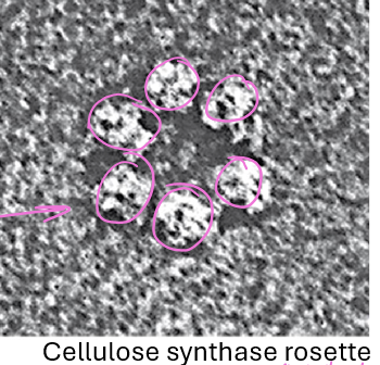 <p>How is cellulose arranged in charophytes and plants?</p>